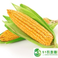 收購(gòu)**玉米