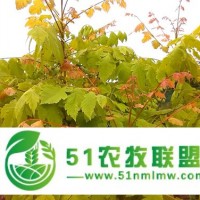 金葉欒 金葉欒小苗 金葉欒基地 金葉欒接穗