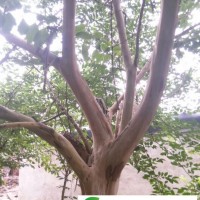 枳椇種子 拐棗種子 雞爪樹種子 雞爪果種子就在湯苗網(wǎng)