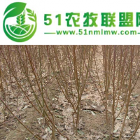 批發(fā)桃樹(shù)苗、嫁接毛桃苗、山西核桃樹(shù)苗供應(yīng)、占地大桃樹(shù)苗