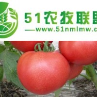 荷蘭*早一號(hào)f1-早熟番茄種子