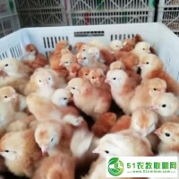 雞苗價(jià)格紅公雞苗