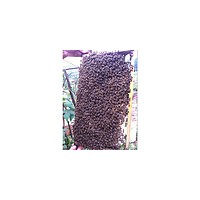 供應(yīng)長沙瀏陽大圍山望城等蜜蜂 中蜂 種蜂 蜂群 蜂王 雜交中蜂等批發(fā)