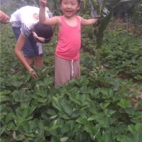 章姬草莓苗價(jià)格