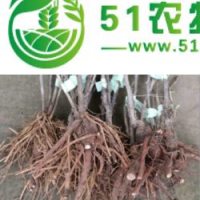 河南的牡丹苗好 鄭風牡丹苗保對版保成活