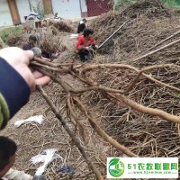 油牡丹種苗幾月份種植