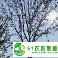 許昌黃連木-遠(yuǎn)景|種植基地-紅葉黃連木