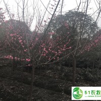 紅梅3-5公分 成都原生紅梅 **貨源 歡迎咨詢