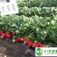 河南草莓苗子價(jià)格在價(jià)格一顆