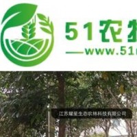 香櫞樹批發(fā)價格 香櫞樹