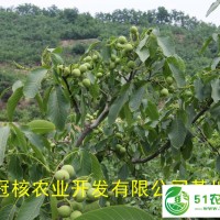 供應(yīng)**核桃嫁接苗，核桃樹栽植時(shí)間