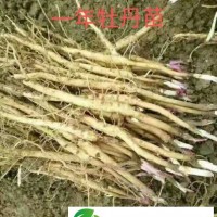 三年苗牡丹苗種植管理 丹鳳苗 包回收