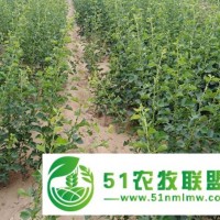 歡迎：出售1、2、3、4公分大金星山楂樹苗產(chǎn)品詳情產(chǎn)品詳情