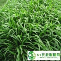 廣西南寧眾興生態(tài)寬葉雀稗種子護(hù)坡綠化常用國(guó)產(chǎn)百喜草草籽草種承接高速公路邊坡綠化工程噴播植草