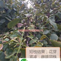 公司對客戶實行“三保一跟蹤”服務(wù)，即保純度，保成活率，保核桃干品回收，一站式跟蹤指導(dǎo) 保證了客戶與公司在核桃產(chǎn)業(yè)發(fā)展中保持互惠互利的良性發(fā)展 由于從事苗木行業(yè)多年，有著一定的技術(shù)與經(jīng)驗，根據(jù)很多客戶提