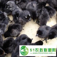 優(yōu)源家禽常年供應(yīng)純種黑雞苗，高產(chǎn)麻羽雞苗，活體包運(yùn)費(fèi)到家