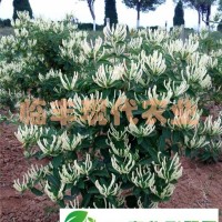 密密花蕾墜彎枝