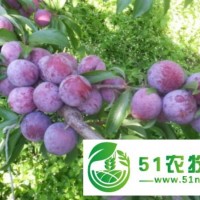 四川簡陽苗木*種植合作社大量出售李子苗