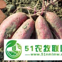 河南高產(chǎn)紅薯苗 濮陽現(xiàn)代農業(yè)