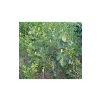 供應(yīng)山楂苗 嫁接山楂苗 嫁接山楂樹苗 山東山楂樹苗種植