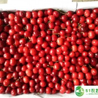 陜西櫻桃基地陜西櫻桃價(jià)格陜西大棚櫻桃產(chǎn)地行情