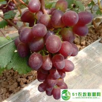 新鮮甲殼素富硒葡萄