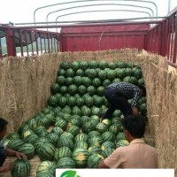 大棚西瓜產(chǎn)地批發(fā)，京欣西瓜產(chǎn)地，大量供應(yīng)西瓜