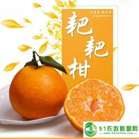 蒲江春見耙耙柑丑柑新鮮采摘**發(fā)售 包郵）