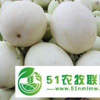 萬畝白皮小香瓜甜瓜批發(fā)基地