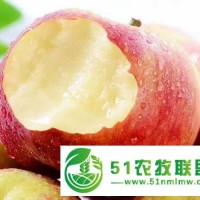 陜西嘎啦蘋果新上市，脆甜多汁