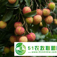 【產(chǎn)地直發(fā)特價(jià)包郵】桂味荔枝非白糖罌妃子笑荔枝肉厚質(zhì)實(shí)，清甜多汁，批發(fā)零售一件代發(fā)客齊聚水果生鮮