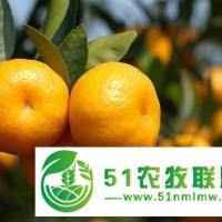宜昌柑桔批發(fā)