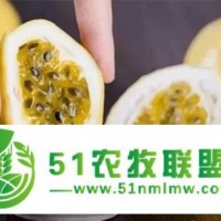 廣西水果供應批發(fā),砂糖桔,芒果,黃金百香果