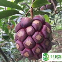 湖南掌葉覆盆子,江西覆盆子,千島湖來喜家庭農(nóng)場