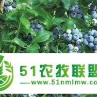 富甲藍(lán)莓/大連藍(lán)莓/丹東藍(lán)莓酒