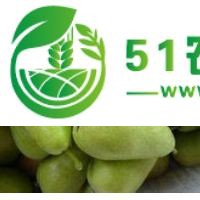 河南巴梨又名無核梨供應早熟半山區(qū)好吃又好看