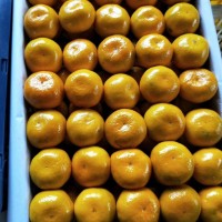 城固蜜桔代辦漢中桔子批發(fā)電商一件代發(fā)柑橘水果