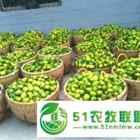 東江湖蜜桔普早 特早