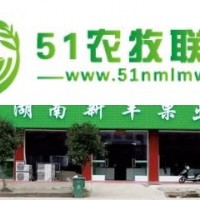 浙江酥脆棗苗公司