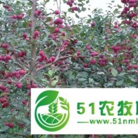 沈陽蘋果，沈陽寒富蘋果園