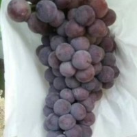 陜西夏黑葡萄**基地陜西戶太葡萄產(chǎn)地價(jià)格