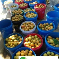 2019年陜西金太陽杏價格走勢圖