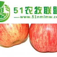 不來看就**了，便宜批發(fā)大連喬納金，具體價(jià)格可電話商議