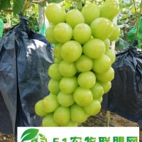 溫室陽光玫瑰批發(fā) 溫室陽光玫瑰價(jià)格 溫室陽光玫瑰行情