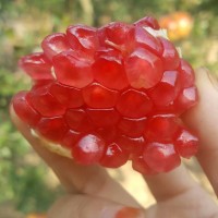 劉溝河陰軟籽石榴成熟*7天團購采摘一件代發(fā)