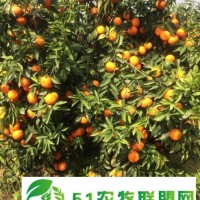 臨沂水果批發(fā)，百香果，沃柑，茂谷柑批發(fā)找廣西山山秀果