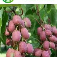 紅陽獼猴桃苗|紅陽獼猴桃苗供應商