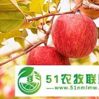 恒輝新能源有機(jī)蘋果|