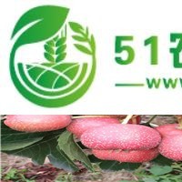 絳縣**新鮮山楂較牛