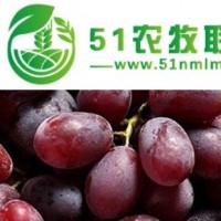 供應(yīng)紅提葡萄|葡萄批發(fā)價(jià)格|供應(yīng)紅提